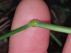 Echinopogon caespitosus