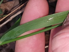 Echinopogon caespitosus