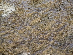 Protoparmelia badia