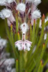 Spatalla mollis