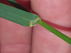 Echinopogon caespitosus