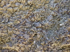 Protoparmelia badia
