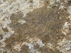 Protoparmelia badia