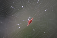 Gasteracantha versicolor