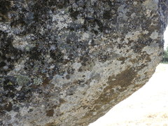 Protoparmelia badia