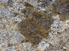 Protoparmelia badia