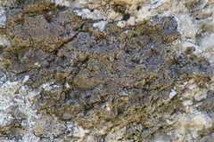 Protoparmelia badia