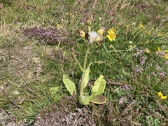 Tephroseris integrifolia maritima