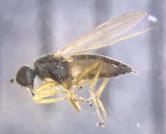 Tachydromiinae