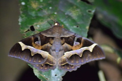 Cyligramma disturbans