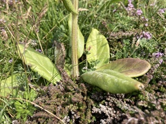 Tephroseris integrifolia maritima