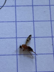 Opomyzoidea
