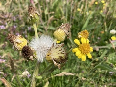 Tephroseris integrifolia maritima