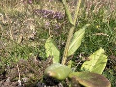 Tephroseris integrifolia maritima