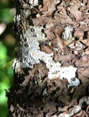 Lecanora circumborealis