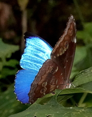 Morpho menelaus amathonte