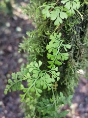 Asplenium dareoides