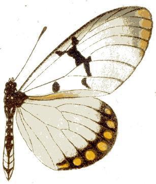 Clear Wing Acraea