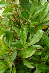Coprosma dodonaeifolia