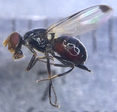 Seioptera vibrans