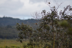 Psidium cattleyanum