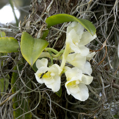 Rodriguezia granadensis