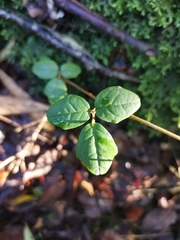 Boquila trifoliolata