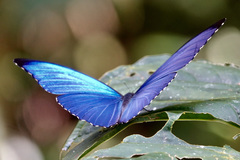 Morpho menelaus amathonte