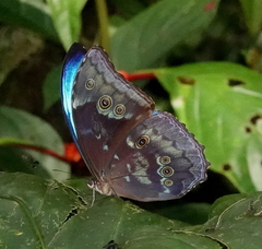 Morpho menelaus amathonte