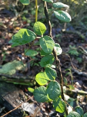 Boquila trifoliolata