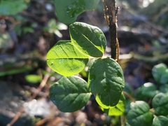 Boquila trifoliolata