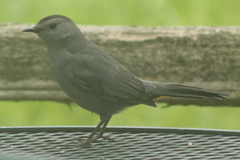 Dumetella carolinensis