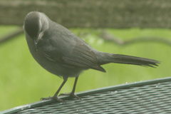 Dumetella carolinensis