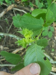 Corylus americana