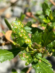 Aceria baccharipha