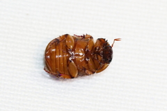 Aphonus