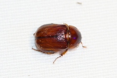 Aphonus