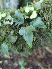 Asplenium trilobum