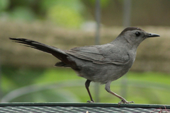 Dumetella carolinensis