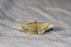 Idaea ostrinaria