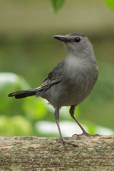 Dumetella carolinensis