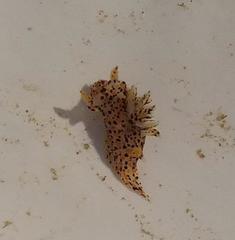 Thecacera pennigera