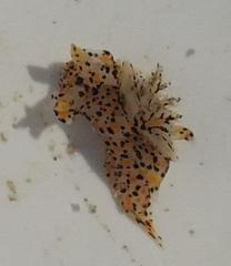 Thecacera pennigera