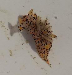 Thecacera pennigera