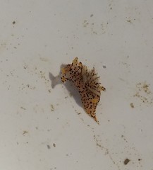 Thecacera pennigera
