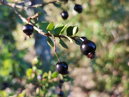 Luma apiculata