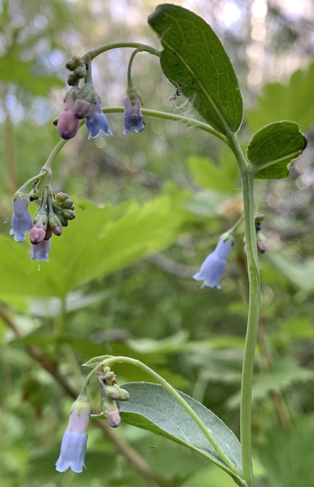 Short-Sepal Bluebells (Mertensia brachycalyx)