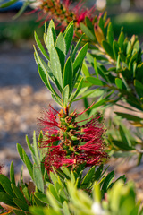 Melaleuca