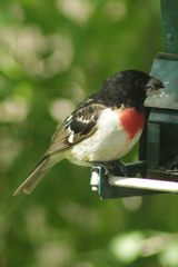 Pheucticus ludovicianus