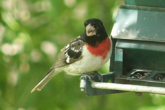 Pheucticus ludovicianus